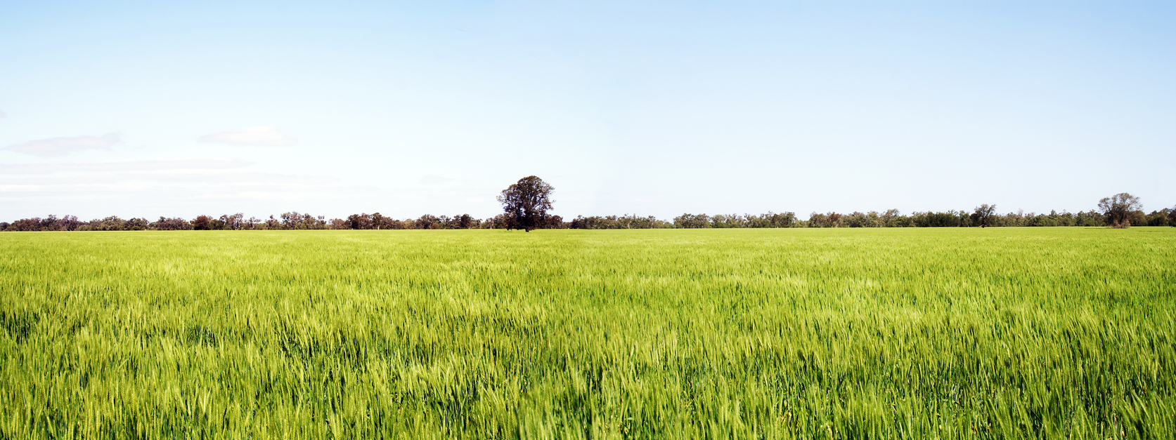 golden fields of wheat panorama